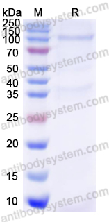 Recombinant Human BTNL2/BTL-II Protein, N-His-Fc