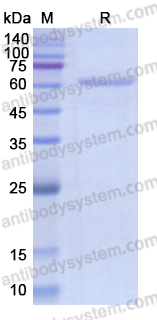 Recombinant Human SCARB1/SR-BI/CLA-1/SRB1 Protein, C-His