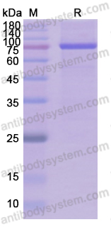 Recombinant Human PADI2 Protein, N-Strep