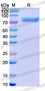 Recombinant Human SIGLEC8/SAF-2 Protein, C-Fc