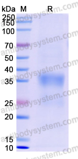 Recombinant Human PILRA/PILRα Protein, C-His