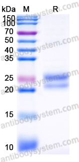 Recombinant Human TNFSF18/GITRL Protein, N-Strep