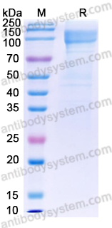 Recombinant Human SIGLEC11 Protein, C-Fc