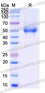 Recombinant Human NTNG1/Netrin-G1 Protein, C-Strep