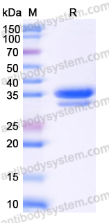 Recombinant Mouse EGF Protein, C-Fc