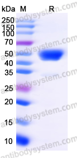 Recombinant Mouse IFNG/IFN-gamma Protein, C-Fc