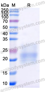 Recombinant Mouse CSF2/GM-CSF Protein, C-His