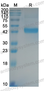 Recombinant Mouse BMP4 Protein, N-Fc