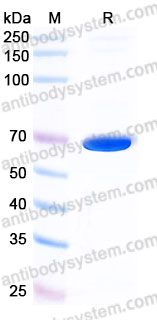 Recombinant Mouse CD127/IL7R Protein, C-Fc