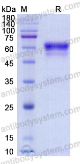 Recombinant Mouse CD120a/TNFRSF1A/TNFR1 Protein, C-Fc