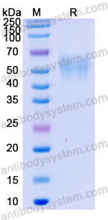 Recombinant Mouse CD80/B7-1 Protein, C-His-GPI