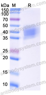 Recombinant Mouse IL13 Protein, C-Fc