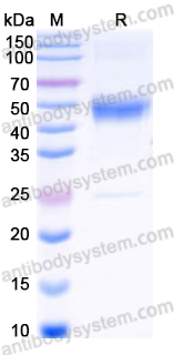 Recombinant Mouse ACVRL1 Protein, C-Fc