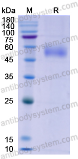 Recombinant Mouse LUM/Lumican Protein, C-His