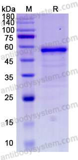 Recombinant Mouse NOG/Noggin Protein, C-Fc