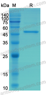 Recombinant Mouse IL18 Protein, C-Fc