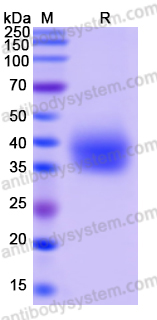 Recombinant Mouse CD276/B7-H3 Protein, C-His