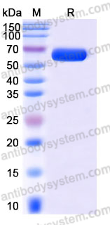 Recombinant Mouse TREM2 Protein, C-Fc