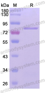 Recombinant Mouse PADI4 Protein, N-Strep