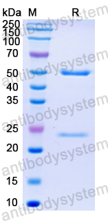 Recombinant Mouse IgA Protein