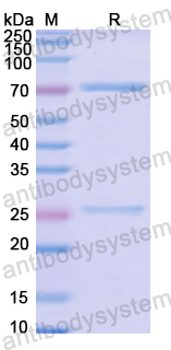 Recombinant Mouse IgM Protein