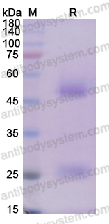 Recombinant Mouse IL12/IL12 p70/NKSF Protein, C-His & C-Strep