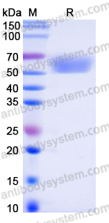 Recombinant Mouse BTNL2/BTL-II Protein, C-His