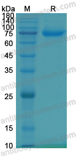 Recombinant Mouse PADI2 Protein, N-Strep