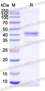 Recombinant Mouse ARTN/Artemin Protein, N-Fc