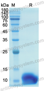 Recombinant Pig CD163 Protein, C-His