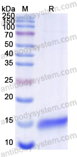 Recombinant Pig CD163 Protein, C-His