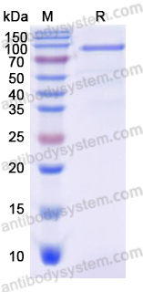 Recombinant Dog F8/Coagulation factor VIII Protein, C-Fc