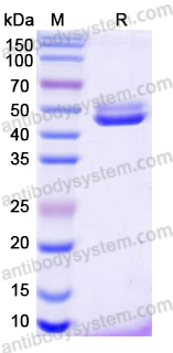 Recombinant Dog F8/Coagulation factor VIII Protein, C-Fc