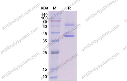 Recombinant Dog NGF/Beta-NGF Protein, C-Fc