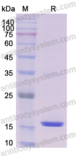 Recombinant Dog TNFa/TNF-alpha Protein, N-His