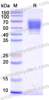 Recombinant Dog IL4 Protein, C-Fc