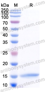 Recombinant Dog IL4 Protein, C-His