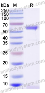 Recombinant Dog IL6/Interleukin-6 Protein, C-Fc