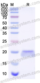 Recombinant Dog CD154/CD40LG/TNFSF5 Protein, C-His