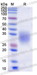 Recombinant Dog CD279/PDCD1/PD1 Protein, C-His