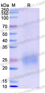 Recombinant Dog IL31 Protein, C-His