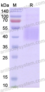 Recombinant Dog CD274/PD-L1/B7-H1 Protein, C-His