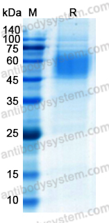 Recombinant SARS-CoV-2 NTD Protein, C-His