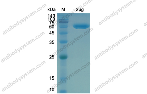 Recombinant SARS-CoV-2 RBD Protein, C-Fc