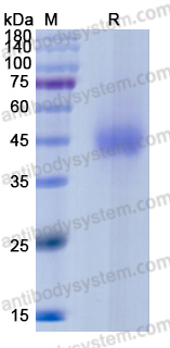 Recombinant SARS-CoV-2 RBD Protein, C-His