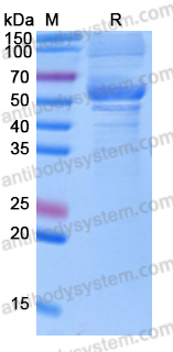 Recombinant SARS-CoV-2 RBD (Omicron/B.1.1.529) Protein, C-Fc