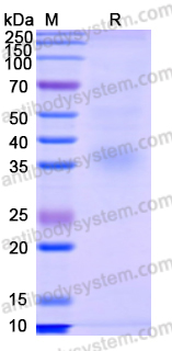 Recombinant SARS-CoV-2 RBD (Omicron_BA.3) Protein, C-His