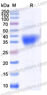 Recombinant SARS-CoV-2 RBD (Omicron_BQ.1.1) Protein, C-His