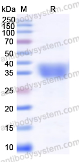 Recombinant SARS-CoV-2 RBD (XBB.1.16) Protein, C-His