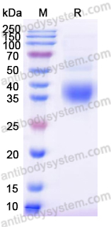 Recombinant SARS-CoV-2 RBD (JN.1) Protein, C-His